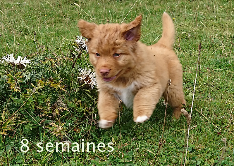 semaines